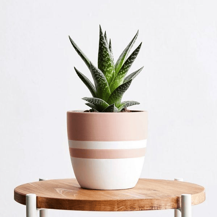 Tiger Aloe 1